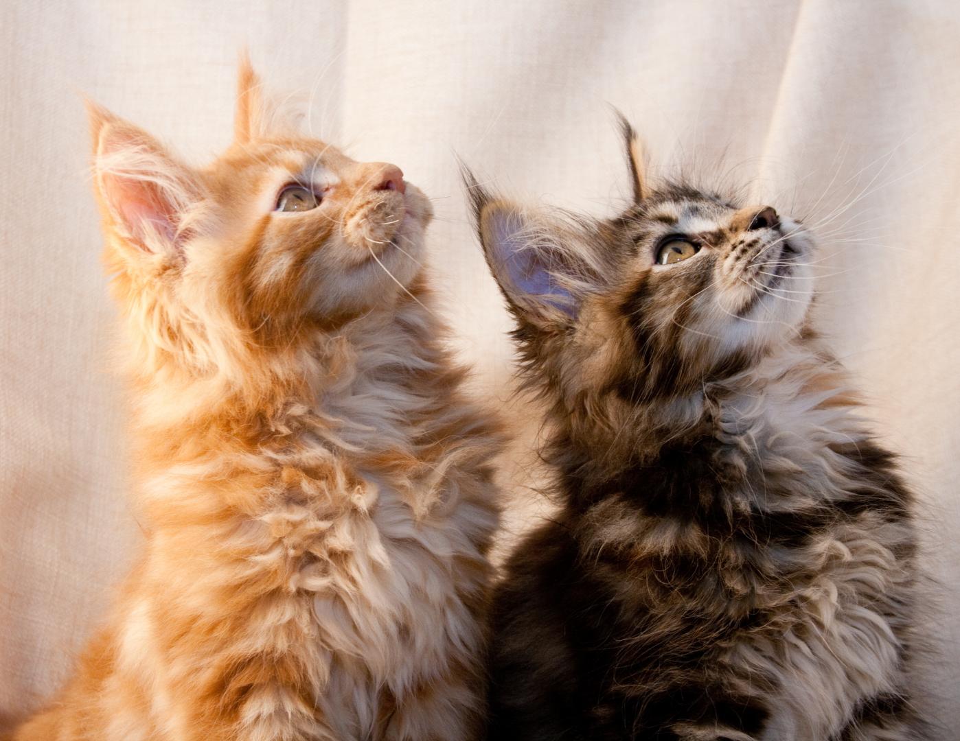 Toilettage pour chat Candiac