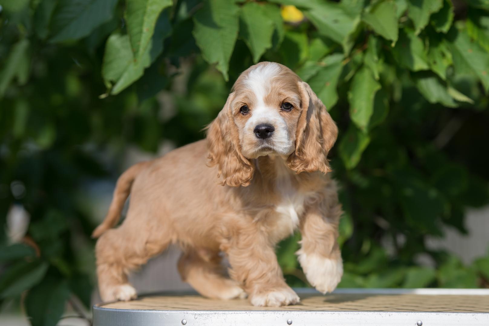 Service de garde animaux Saint Constant