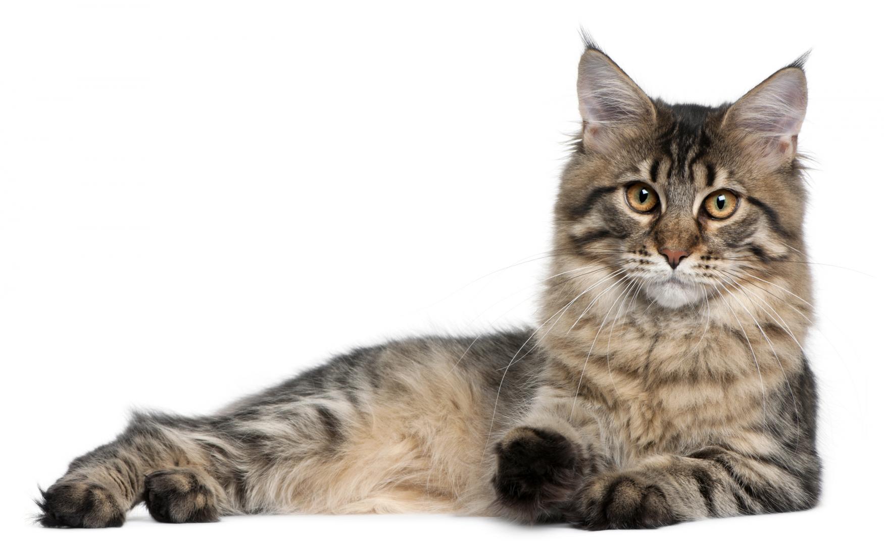 Toilettage pour chat Saint Constant